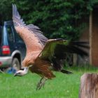 Geiersturzflug auf einer Flugshow