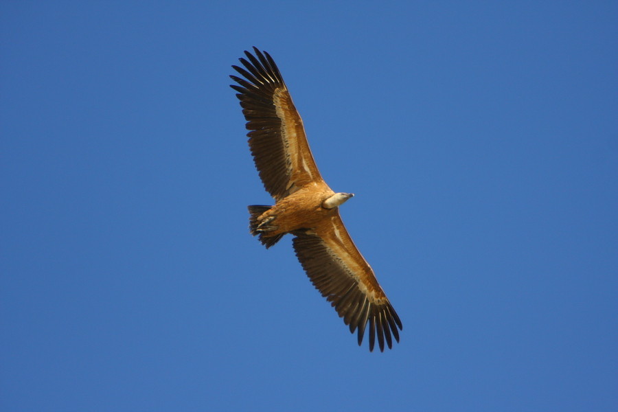 "Geiersturzflug"