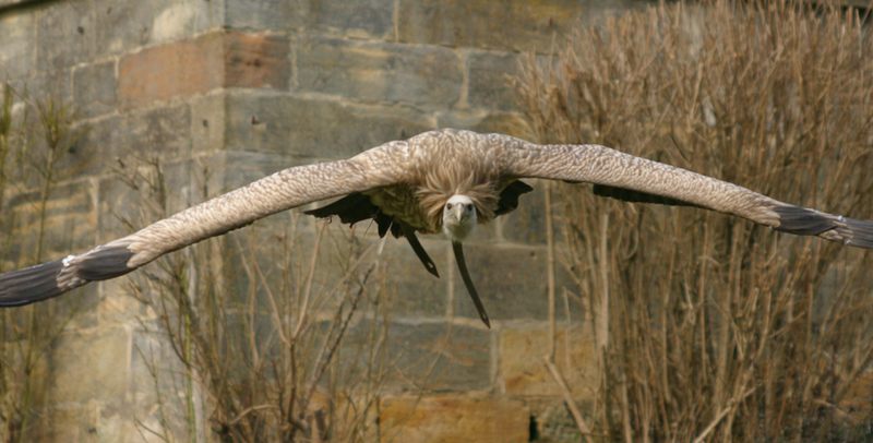 Geiersturzflug