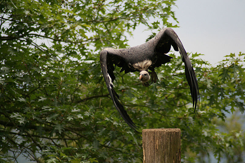 Geiher beim Abflug