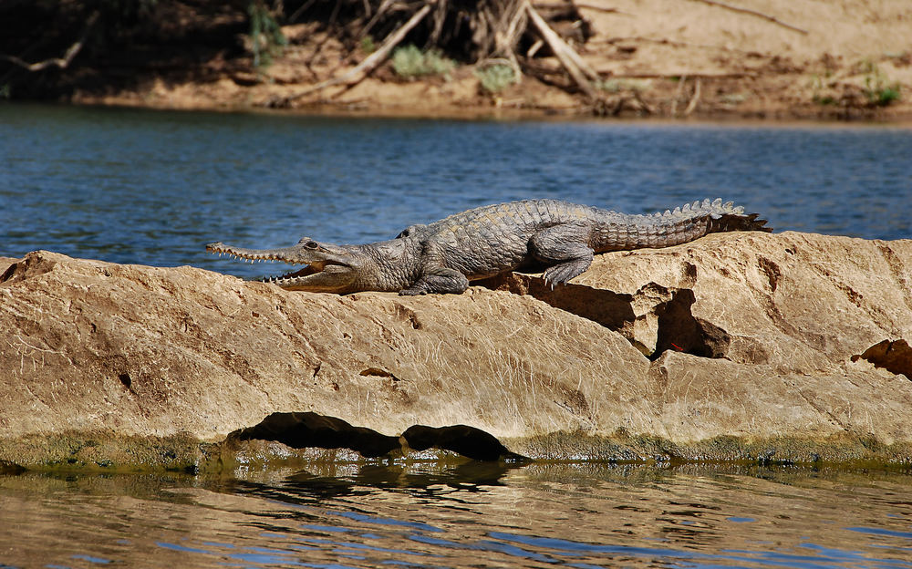 Geikie Gorge (3)