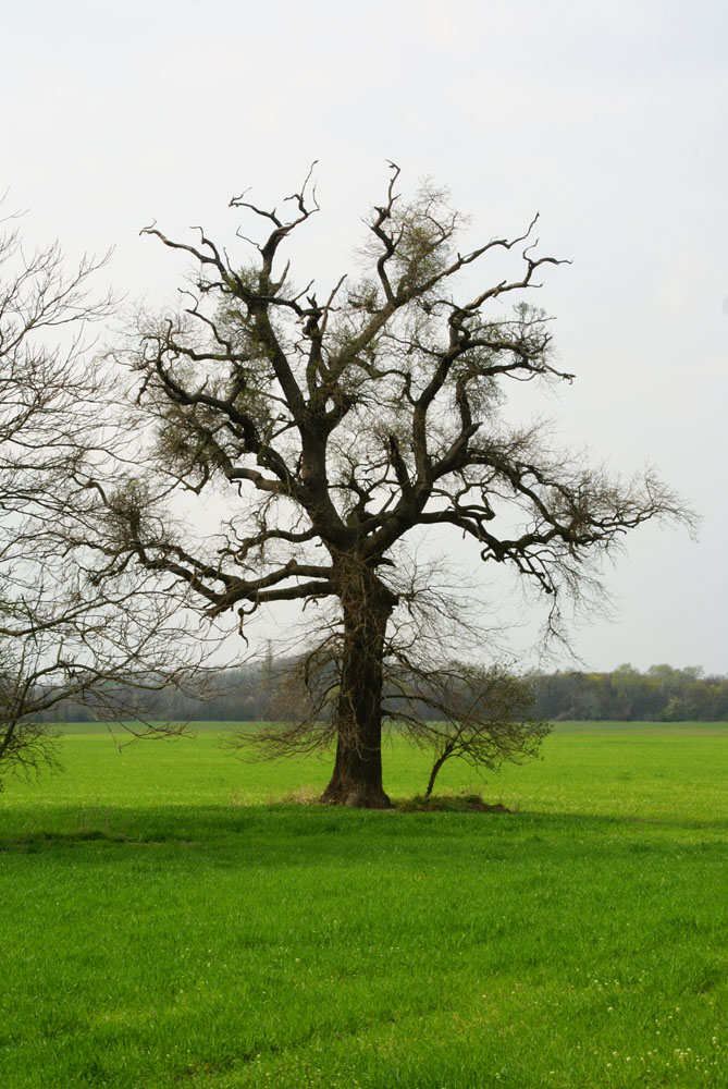 geiles grün