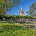 Geilweilerhof  im Frühling