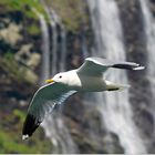 ***Geirangerfjord***