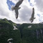 Geirangerfjord vom Schiff aus gesehen