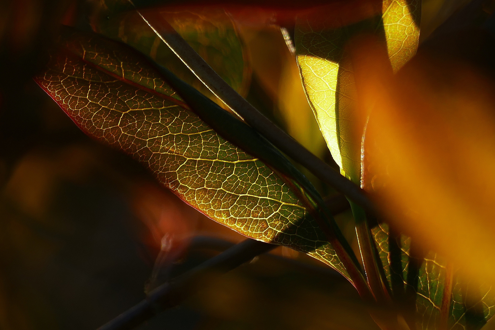 Geisblatt Abendsinfonie