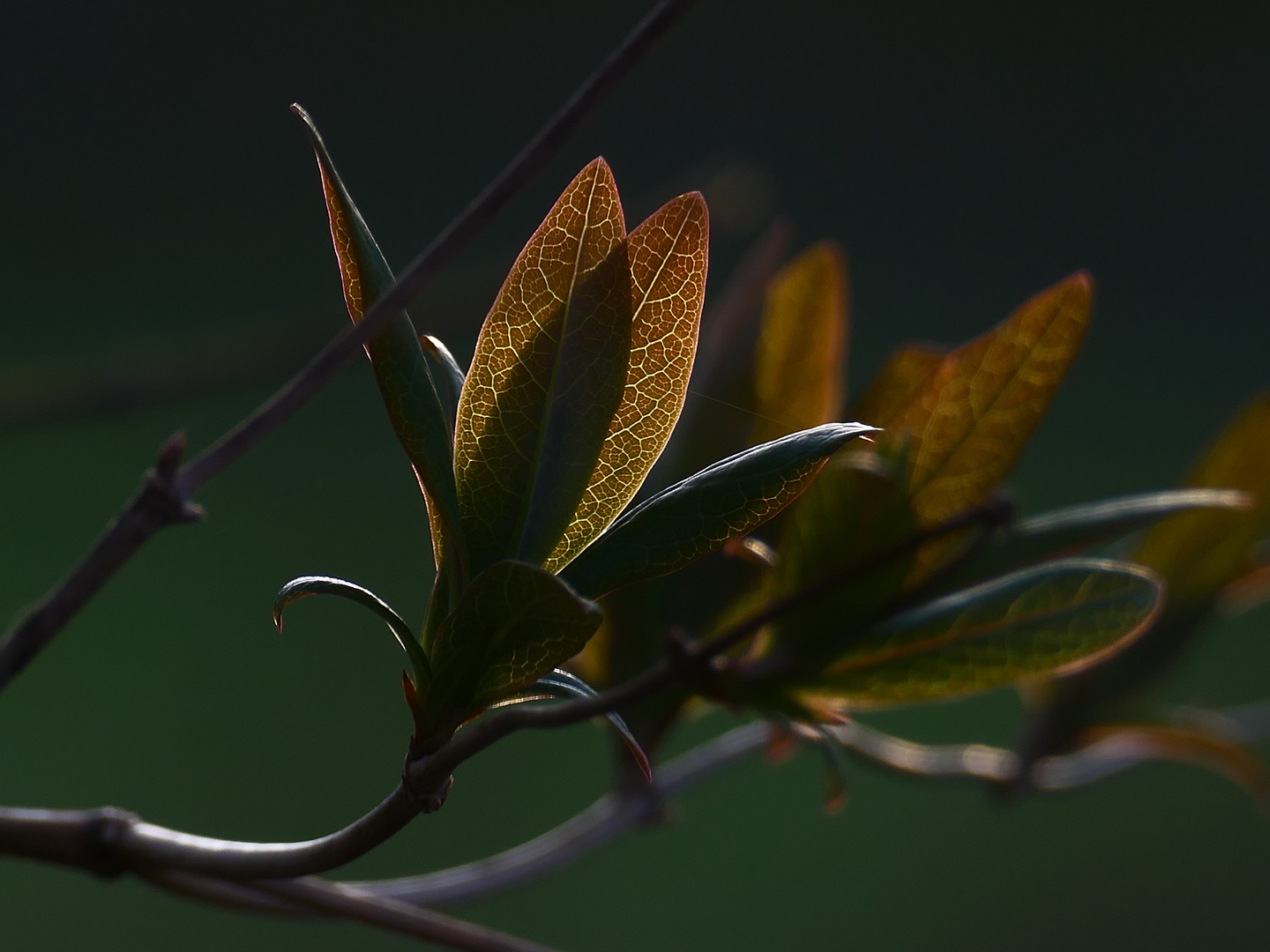 Geisblatt Erwachen