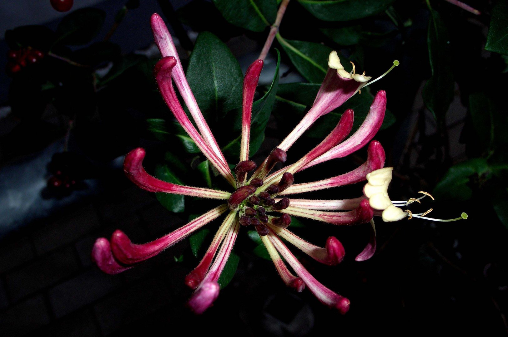 Geisblatt in voller Blüte