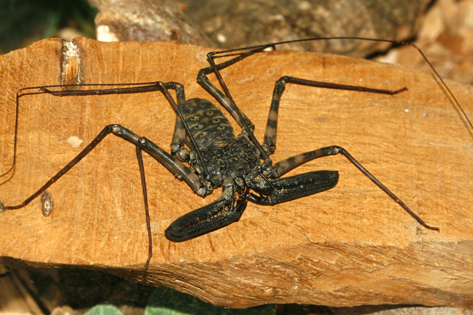 Geiselspinne