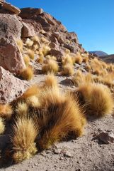 Géiseres del Tatio - Foto 0125