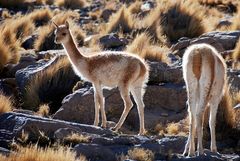 Géiseres del Tatio - Foto 0128