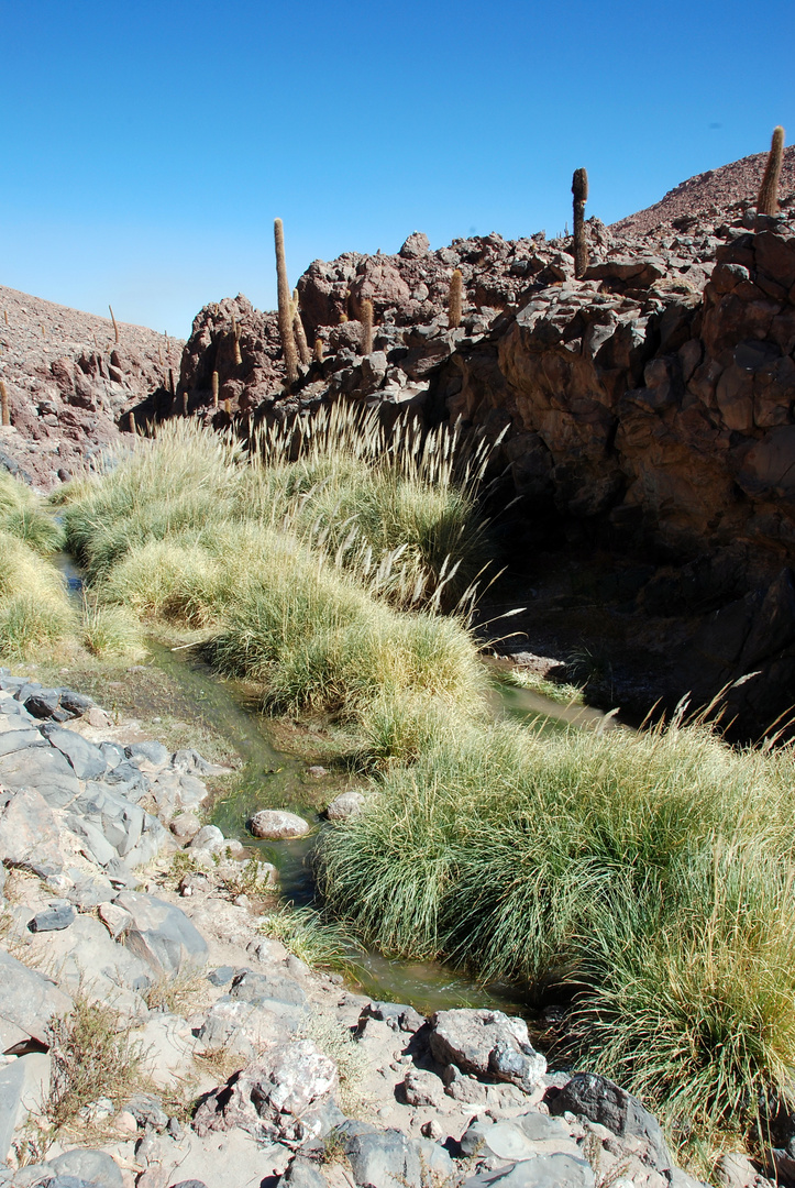 Géiseres del Tatio - Foto 0136