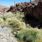 Géiseres del Tatio - Foto 0136