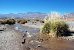 Géiseres del Tatio - foto 0137