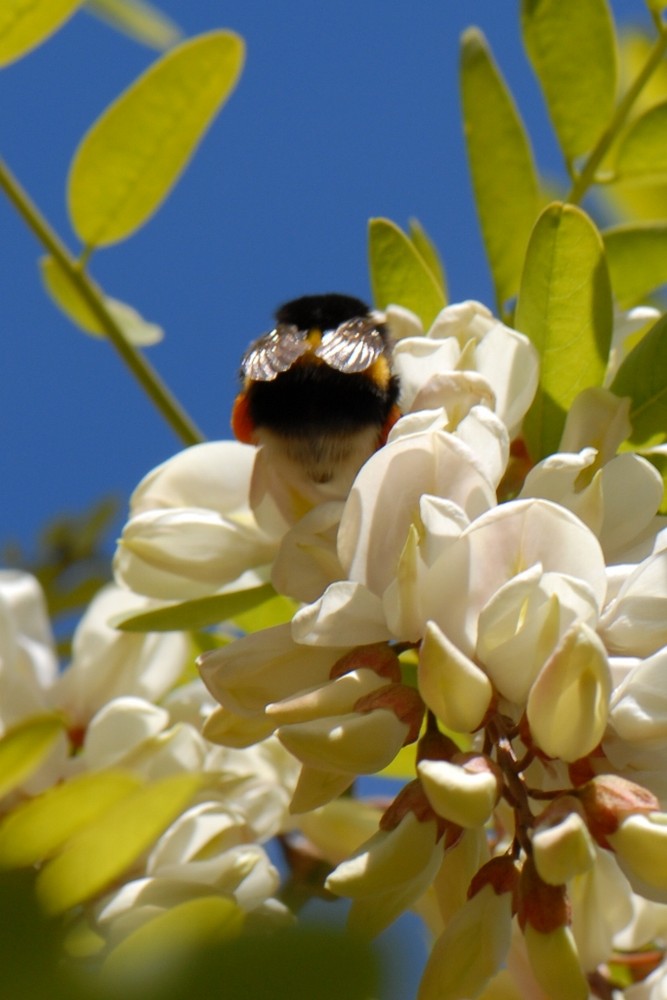 Geisha au printemps