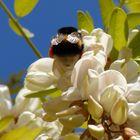 Geisha au printemps