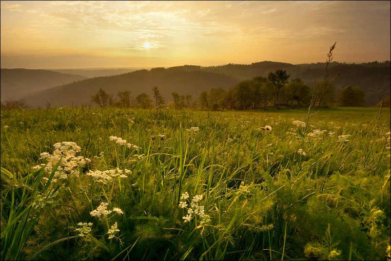 Geisingbergwiese im Morgenlicht