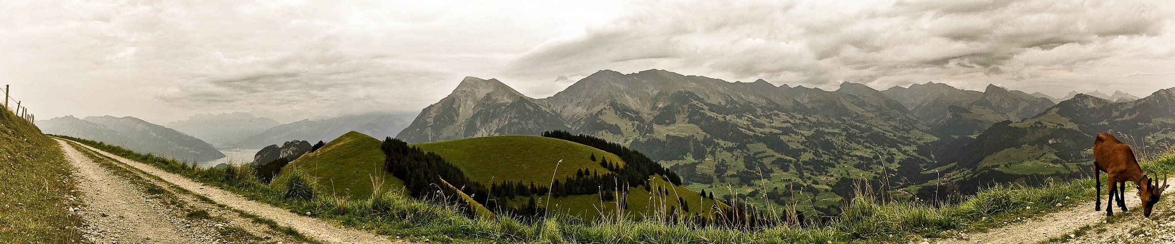 Geiss auf der Alp