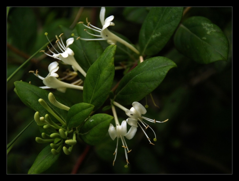 Geißblatt