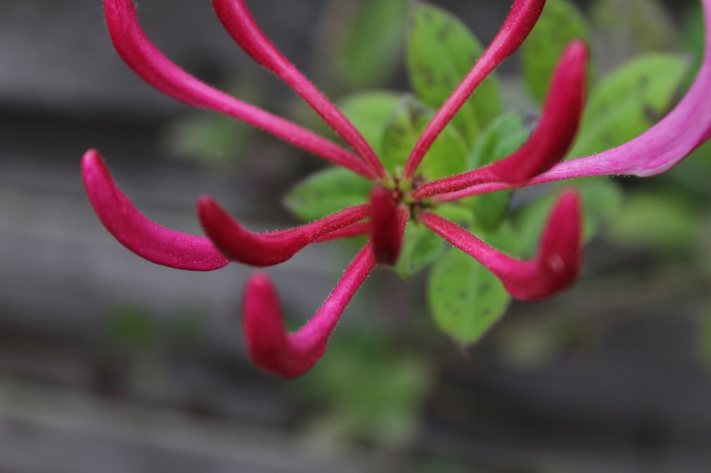 Geissblatt Blüte