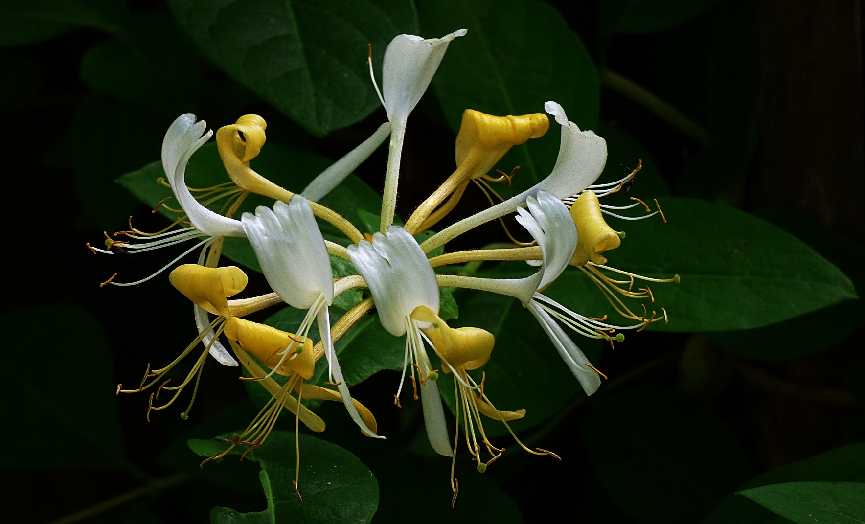 Geißblatt-Blüten . . .