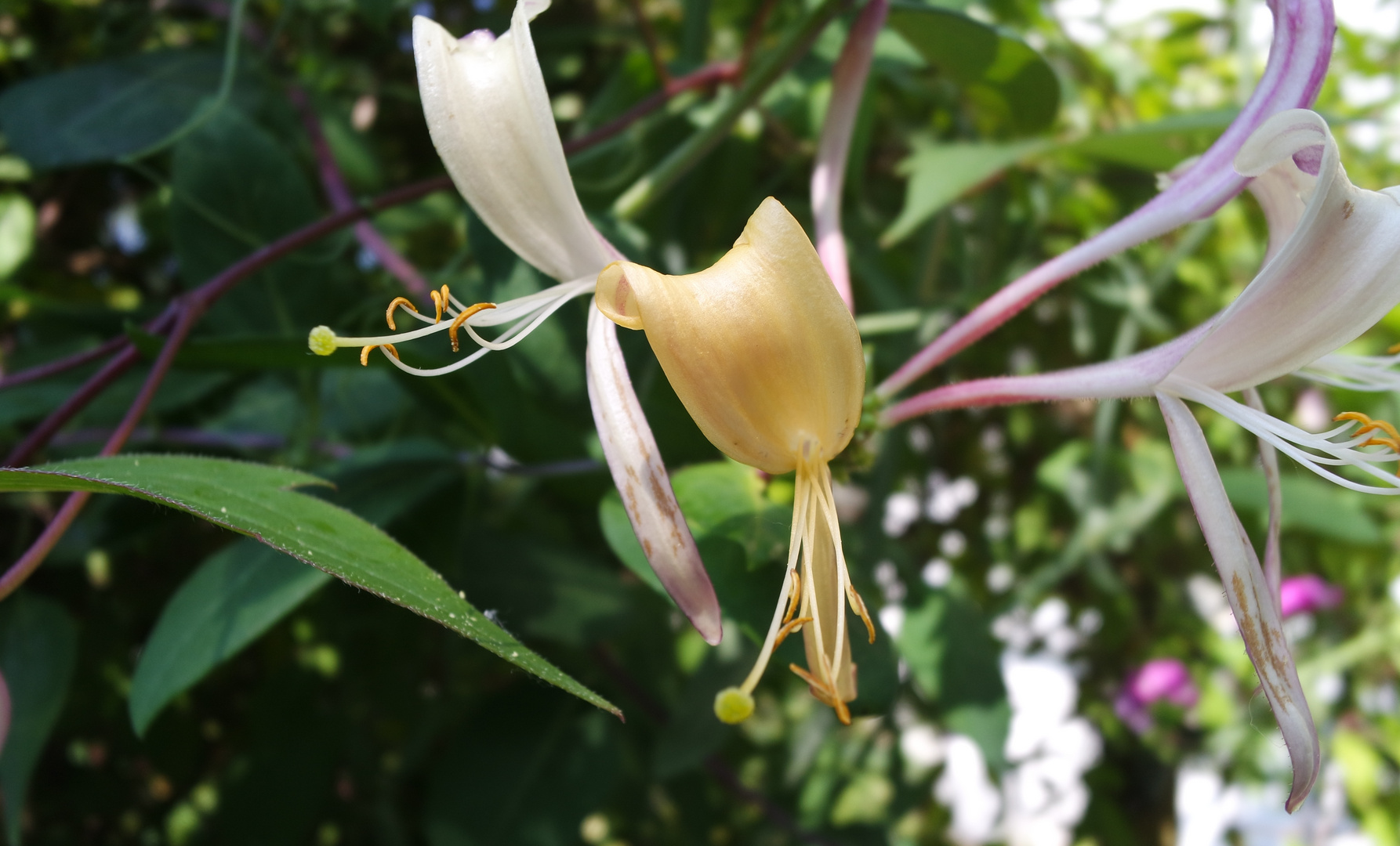 Geißblatt fast verblüht