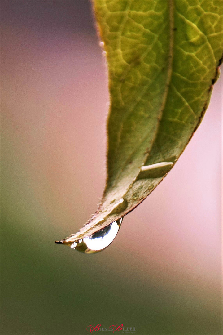 Geißblatt im Sommerregen