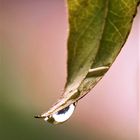 Geißblatt im Sommerregen