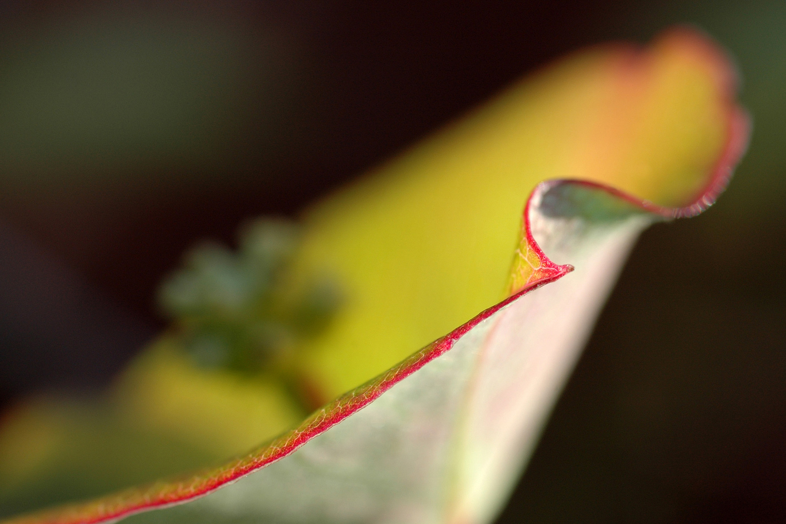 Geissblatt im warmen Herbstlicht