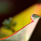 Geissblatt im warmen Herbstlicht