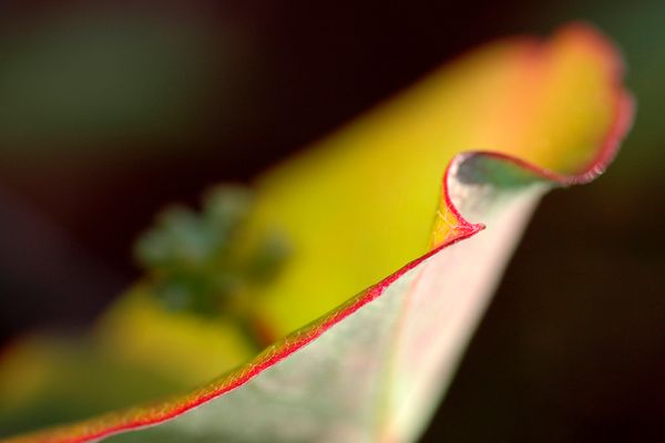 Geissblatt im warmen Herbstlicht