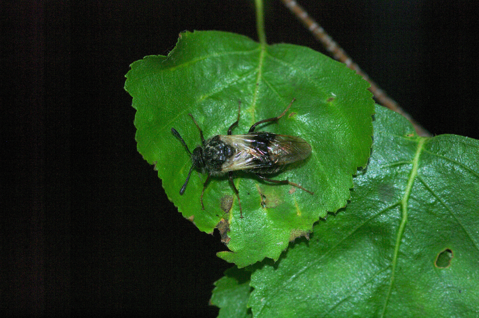 Geißblatt-Keulhornblattwespe - Abia fasciata 