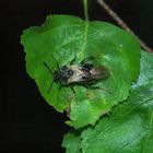 Geißblatt-Keulhornblattwespe - Abia fasciata 