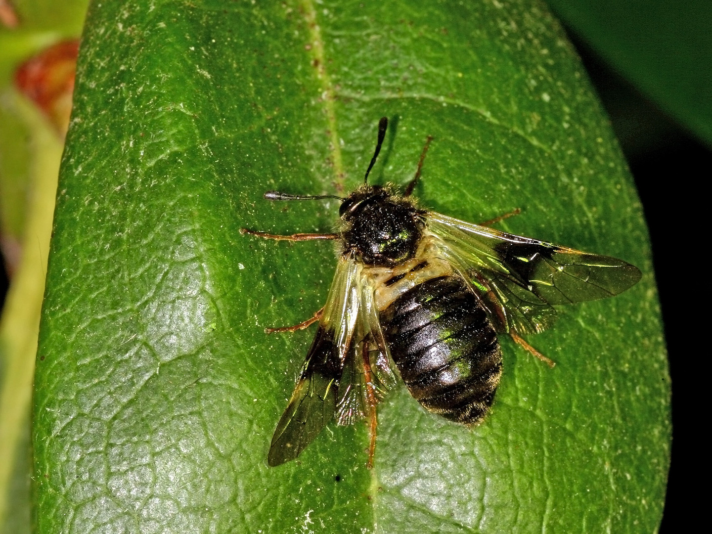 Geißblatt-Keulhornblattwespe (Abia fasciata).....