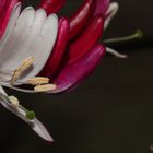 ~ Geißblatt (Lonicera caprifolium) ~