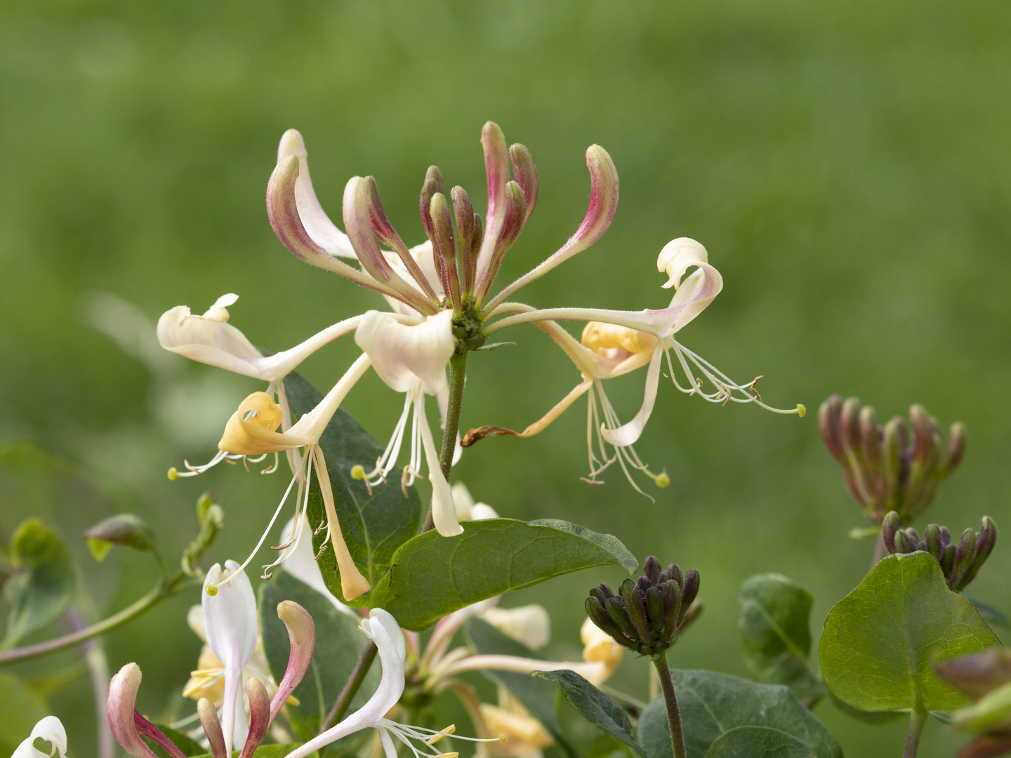  Geißblatt / Lonicera