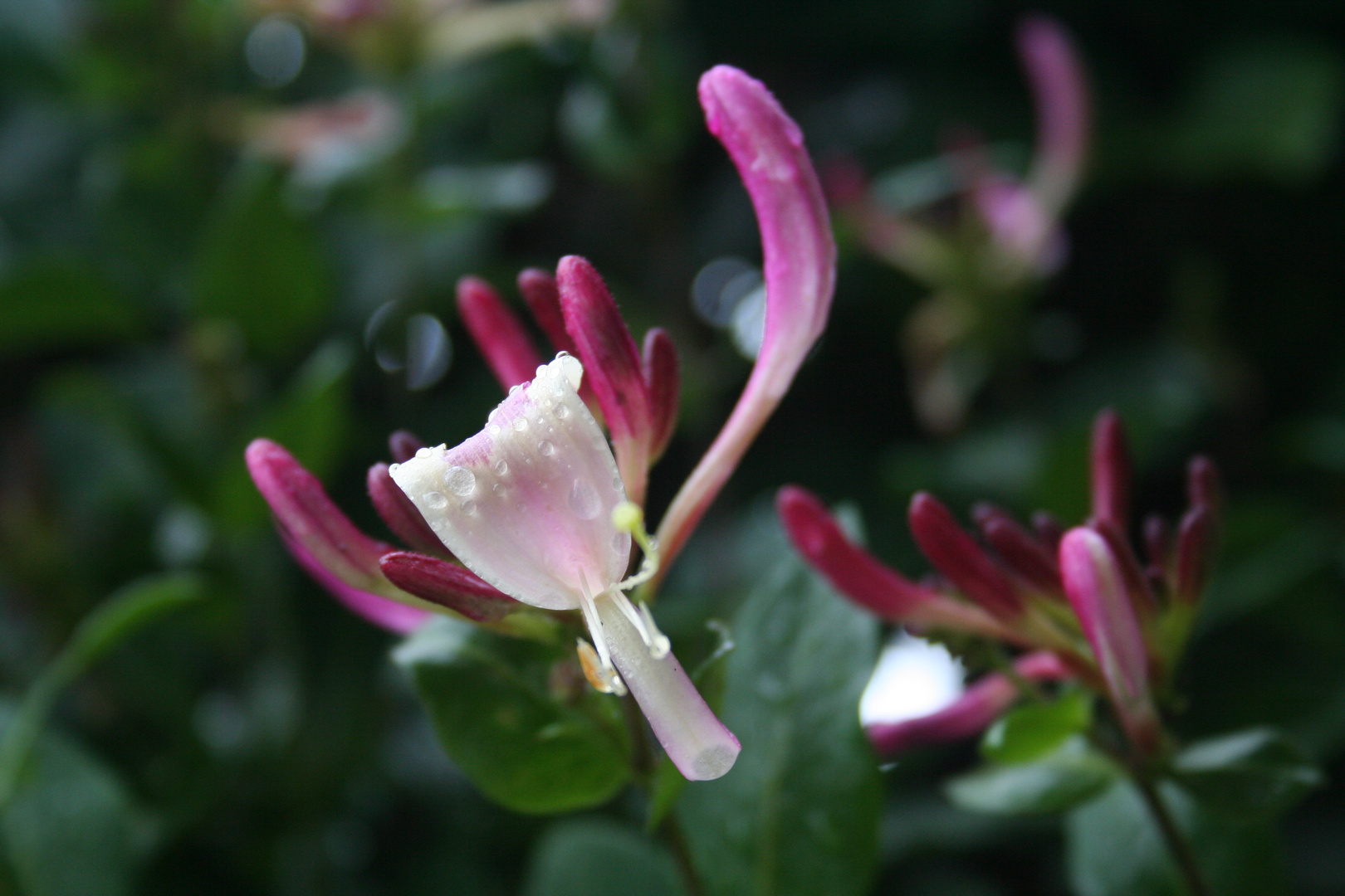 Geißblatt nach dem Regen