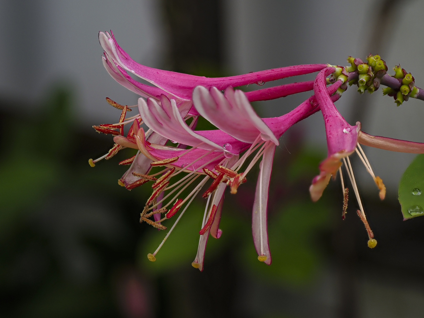 Geißblatt nach Regen.