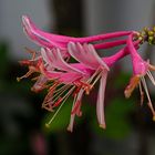 Geißblatt nach Regen.