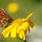 Geißblatt-Scheckenfalter (Euphydryas intermedia)