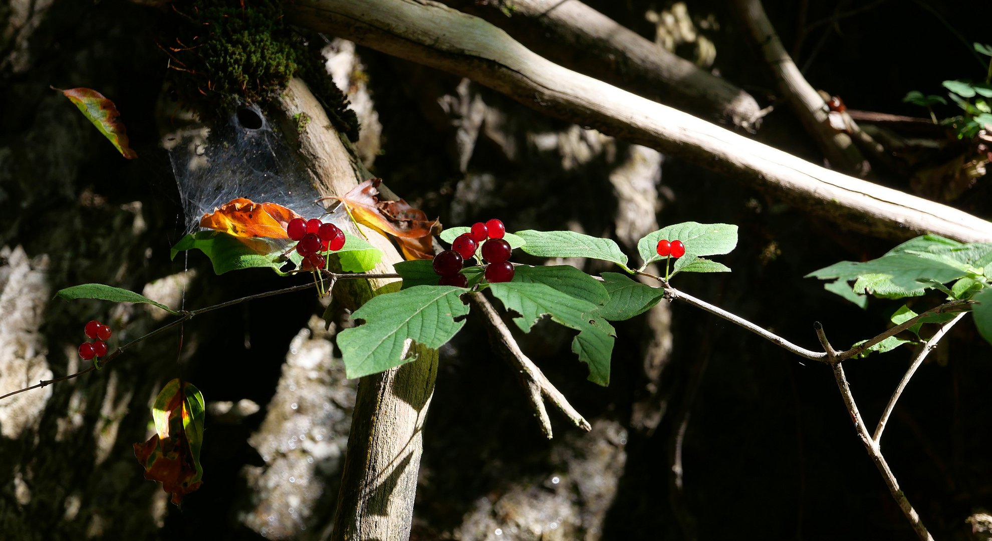 Geissblattbeeren