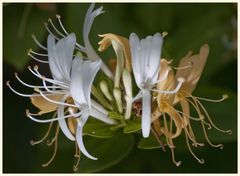 geißblattblüte bei nacht