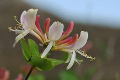 Geißblattblüte, (Lonicera periclymenum)