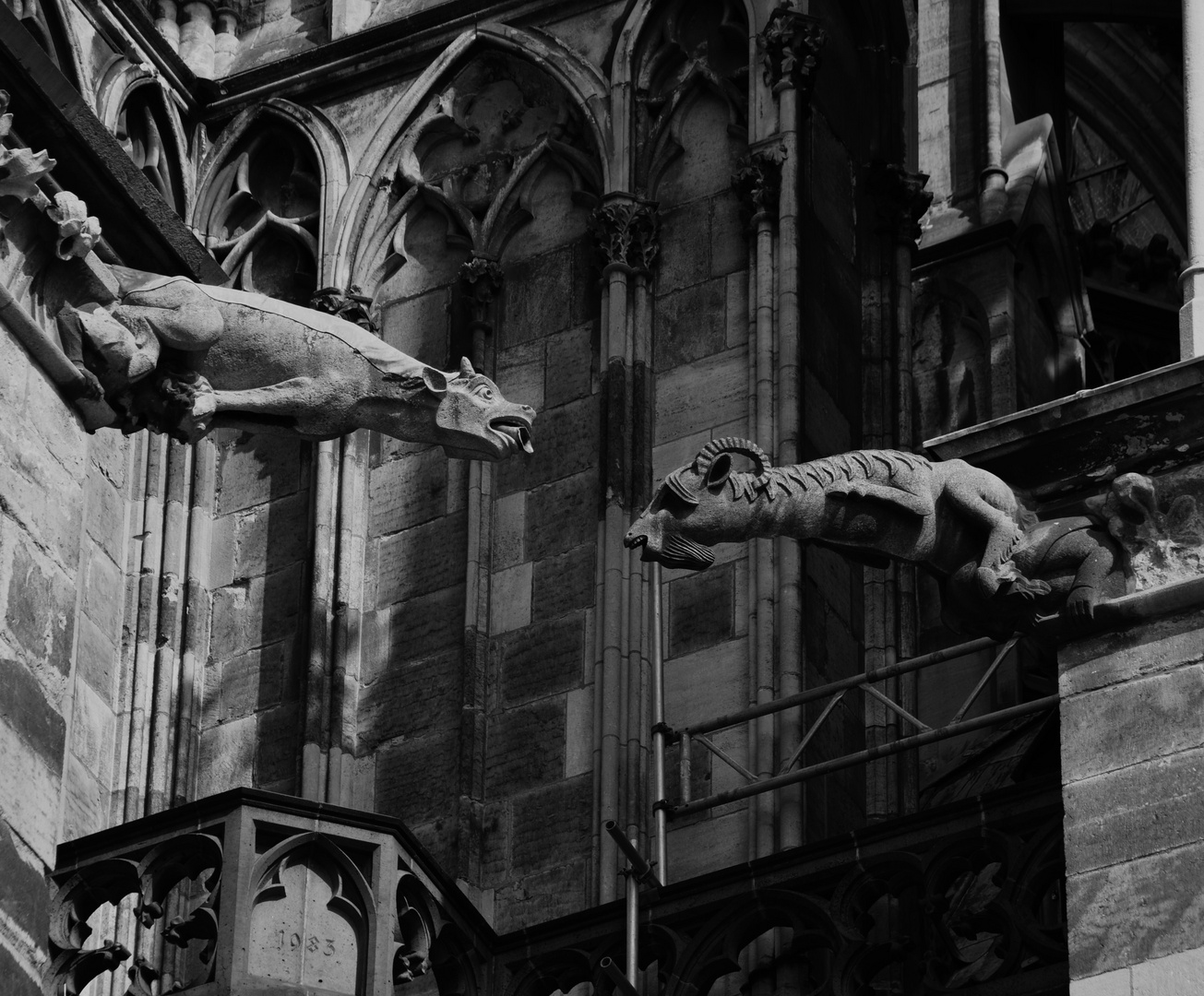 Geißbock am Kölner Dom