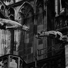 Geißbock am Kölner Dom