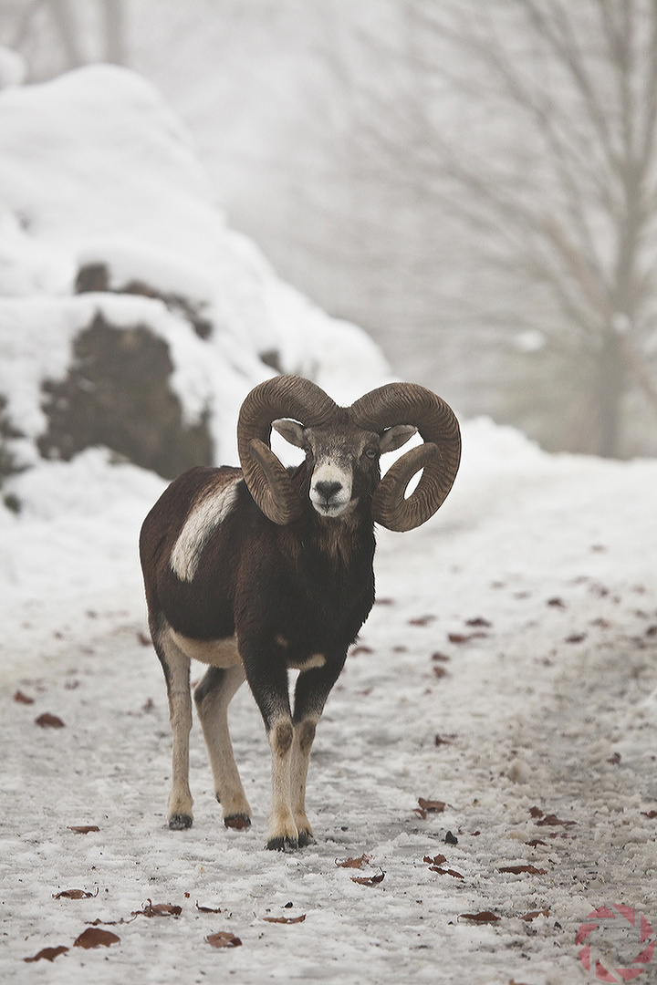 Geissbock