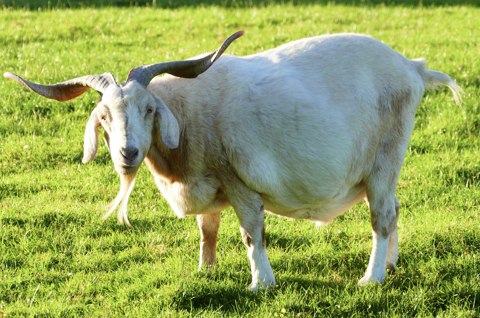 Geissbock 