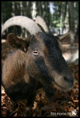 Geißbock-Echo oder Hennes bist du das?