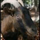 Geißbock-Echo oder Hennes bist du das?