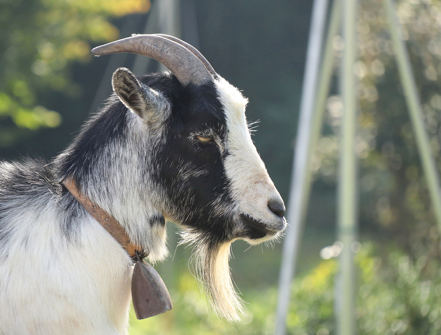 Geissbock, Gaasbock, Geizibuck . . .